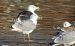 1-Goéland pontique | Larus cachinnans | Caspian Gull